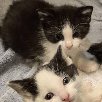 Tuxedo Cats Available for Adoption in Sardinia, Ohio - JILLY | PetCurious