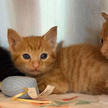 Domestic Short Hair Cats Available for Adoption in Los Angeles, California - Penne | PetCurious