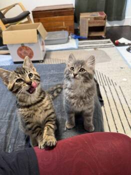 Habanero -  Domestic Medium Hair Cat for Adoption in Oak Park, Michigan - Habanero | PetCurious