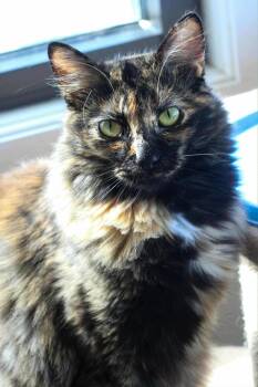 Rescue Domestic Long Hair Cats for Adoption in Owensboro, Kentucky - Lexa | PetCurious