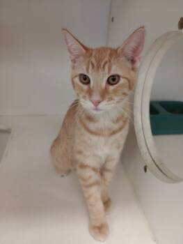 Rescue Domestic Short Hair Cats for Adoption in Great Bend, Kansas - Crush | PetCurious