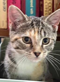 PRICILLA -  Domestic Short Hair Cat for Adoption in Canfield, Ohio - PRICILLA | PetCurious