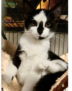 Rescue Domestic Short Hair Cats for Adoption in Hanover, Pennsylvania - Diamond | PetCurious