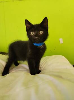 Hadrian -  Domestic Short Hair Cat for Adoption in Evansville, Indiana - Hadrian | PetCurious
