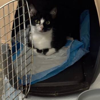 Rescue Domestic Short Hair Cats for Adoption in Greenfield, Indiana - Wibble | PetCurious