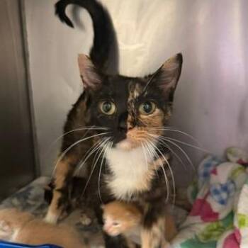 Eliza -  Domestic Short Hair Cat for Adoption in Cumming, Georgia - Eliza | PetCurious