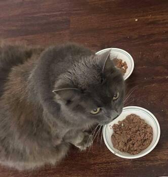 Domestic Short Hair Cats Available for Adoption in Herndon, Virginia - Emme | PetCurious
