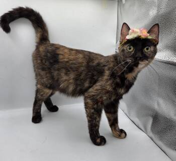 LingLing -  Domestic Short Hair and Tortoiseshell Cat for Adoption in Magnolia Springs, Alabama - LingLing | PetCurious