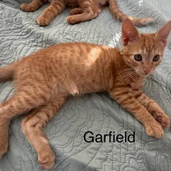 Garfield -  Domestic Short Hair Cat for Adoption in Chino Hills, California - Garfield | PetCurious