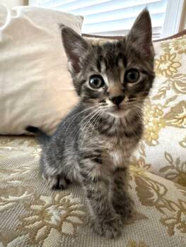 Moose -  Domestic Short Hair Cat for Adoption in Savannah, Georgia - Moose | PetCurious