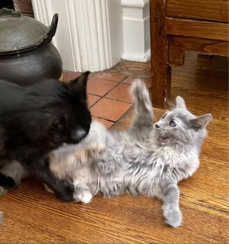 Domestic Long Hair Cats Available for Adoption in Chicago, Illinois - Helly | PetCurious