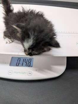 Quartz -  Domestic Short Hair Cat for Adoption in Adrian, Michigan - Quartz | PetCurious