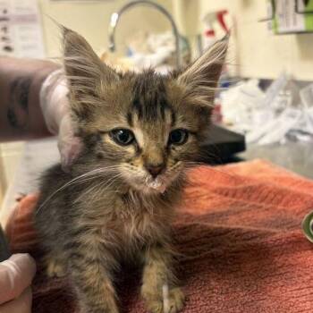 Lazlo -  Domestic Medium Hair Cat for Adoption in Asheville, North Carolina - Lazlo | PetCurious