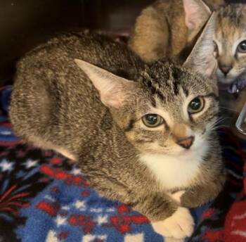 POPPY -  Domestic Short Hair Cat for Adoption in Houston, Texas - POPPY | PetCurious