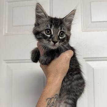 Mulled Wine -  Tabby and Domestic Medium Hair Cat for Adoption in Columbia, South Carolina - Mulled Wine | PetCurious
