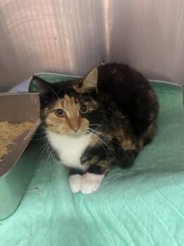 Domestic Short Hair Cats Available for Adoption - Anna Beth | PetCurious