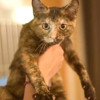Sincere Engineer -  Domestic Short Hair Cat for Adoption in Belleville, Illinois - Sincere Engineer | PetCurious