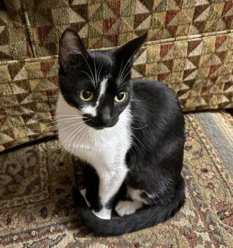 Domestic Short Hair Cats Available for Adoption - Penelope (159577) (In A Foster Home) | PetCurious