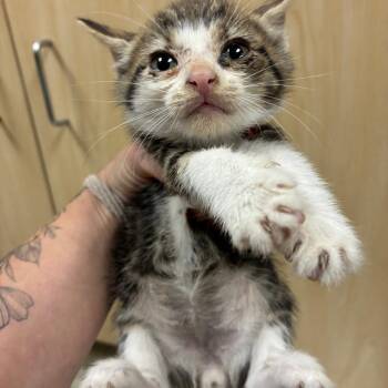 Lo Mein -  Domestic Short Hair Cat for Adoption in Windsor, Virginia - Lo Mein | PetCurious