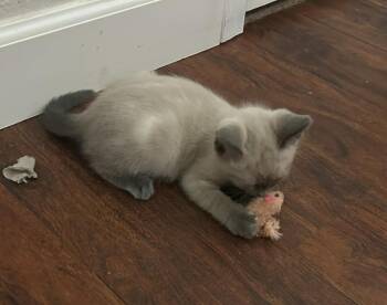Lovie  Johnson -  Domestic Medium Hair and Siamese Cat for Adoption in Chandler, Arizona - Lovie  Johnson | PetCurious