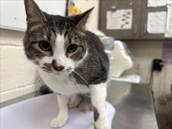 CESAR -  Domestic Short Hair Cat Available for Adoption in Santa Fe, New Mexico - CESAR | PetCurious