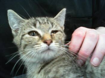 A1266485 -  Domestic Short Hair Cat for Adoption in Charlotte, North Carolina - A1266485 | PetCurious
