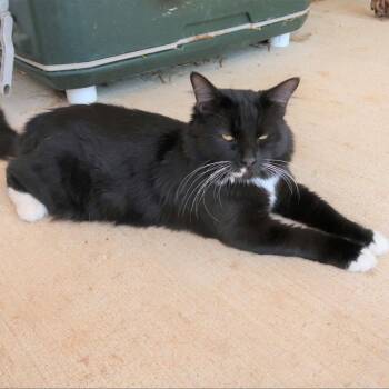 Panther -  Domestic Long Hair Cat for Adoption in Yucaipa, California - Panther | PetCurious