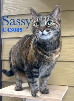 Domestic Short Hair Cats Available for Adoption - Sassy | PetCurious