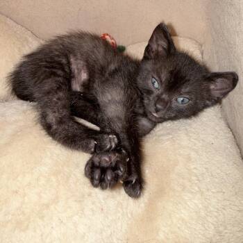 Domestic Short Hair Cats Available for Adoption in Fort Lauderdale, Florida - Flurry | PetCurious