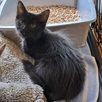 Tobias -  Domestic Long Hair Cat Available for Adoption in Concord, New Hampshire - Tobias | PetCurious