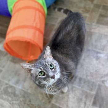 Candy - at Petsmart Madison East -  Domestic Short Hair Cat for Adoption in Madison, Wisconsin - Candy - At Petsmart Madison East | PetCurious