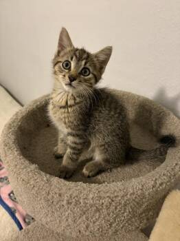 Holmes -  Domestic Short Hair Cat for Adoption in Rochester, Indiana - Holmes | PetCurious