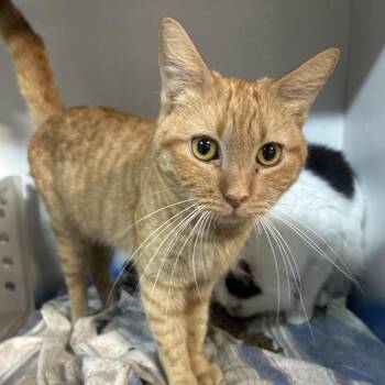 Domestic Short Hair Cats Available for Adoption in Hemet, California - Charleston | PetCurious