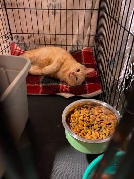 Froggie -  Domestic Medium Hair and Domestic Short Hair Cat for Adoption in Brownsville, Pennsylvania - Froggie | PetCurious