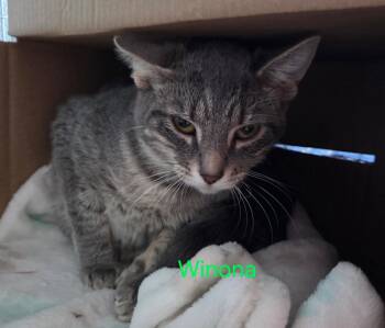 Domestic Short Hair and Tabby Cats Available for Adoption in Williamsburg, Iowa - Winona (Available Est 6/4/26) | PetCurious