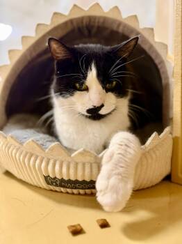 Barry -  Domestic Short Hair Cat for Adoption in Worcester, Massachusetts - Barry | PetCurious