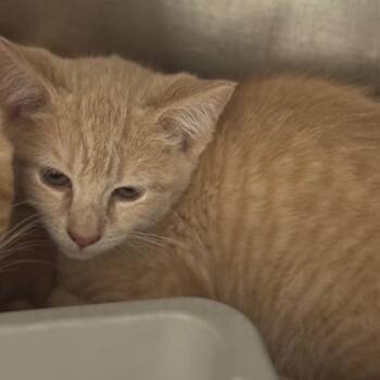 Rey (yellow) -  Domestic Short Hair Cat for Adoption in Winston-salem, North Carolina - Rey (yellow) | PetCurious