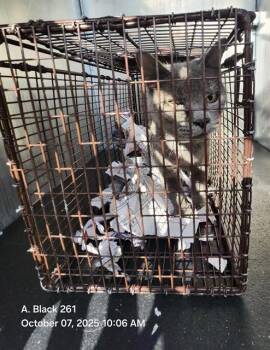 Rescue Domestic Short Hair Cats for Adoption in San Antonio, Texas - A778212 | PetCurious