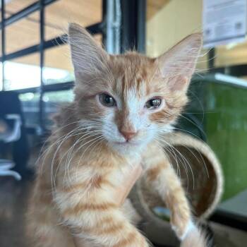 Shrimp -  Domestic Medium Hair Cat for Adoption in Leander, Texas - Shrimp | PetCurious