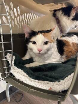 Peanut Butter -  Domestic Short Hair Cat for Adoption in Atlanta, Georgia - Peanut Butter | PetCurious
