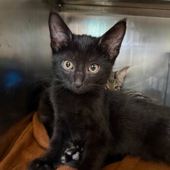 Indus -  Domestic Short Hair Cat for Adoption in Chicago, Illinois - Indus | PetCurious