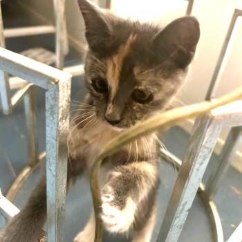 Patter -  Domestic Short Hair Cat for Adoption in Long Beach, California - Patter | PetCurious