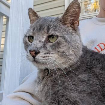 Jeremy -  Domestic Short Hair Cat for Adoption in Glenfield, New York - Jeremy | PetCurious