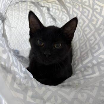 Henderson -  Domestic Short Hair Cat for Adoption in Knoxville, Tennessee - Henderson | PetCurious