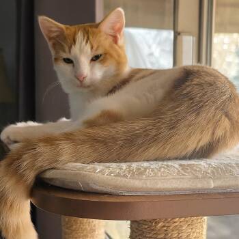 Domestic Short Hair Cats Available for Adoption - Darby | PetCurious