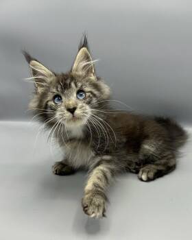Main Coon Cats Available for Sale - Jordan  | PetCurious