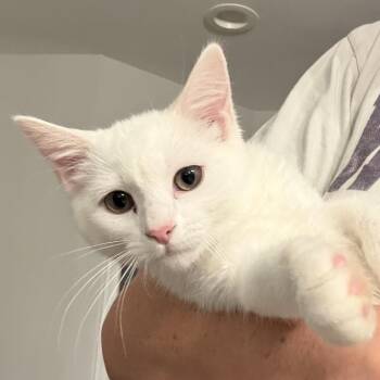 Stevie *DEAF* in Stevensville, MD -  Domestic Short Hair Cat for Adoption - Stevie *DEAF* In Stevensville, MD | PetCurious