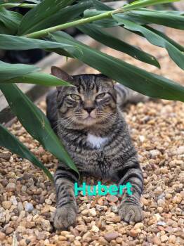 Hubert -  American Shorthair Cat for Adoption in Shrewsbury, Massachusetts - Hubert | PetCurious