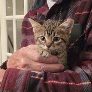 Tommy -  Domestic Short Hair Cat Available for Adoption in Lemoyne, Pennsylvania - Tommy | PetCurious