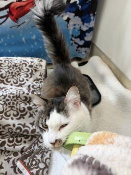 Babs -  Domestic Medium Hair Cat for Adoption in Santa Rosa, California - Babs | PetCurious